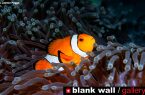 فراخوان مسابقه عکاسی «Moments of Color»؛ نگاهی نو به جهان از دریچه رنگ‌ها