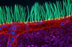 بازبینی دوباره برندگان مسابقه عکاسی میکروسکوپی نیکون (Nikon Small World) پس از اتهام استفاده از هوش مصنوعی