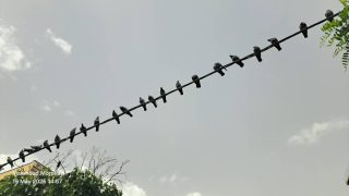 عکاس: محمود مروتی