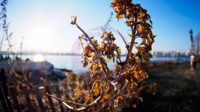 در تصویری مانند این، به دلیل اعوجاج (distortion) ناشی از لنز ۷-۱۴ میلیمتری، تا حدی میتوان حدس زد که با یک دوربین میکرو چهارسوم (Micro Four Thirds) ثبت شده است.